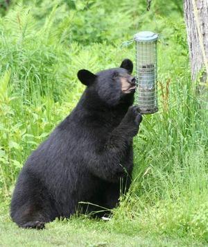 Bear at Feeder